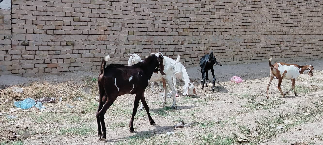 دو دانت دیسی بکرہ بکریوں کے لئے breader male goat 15