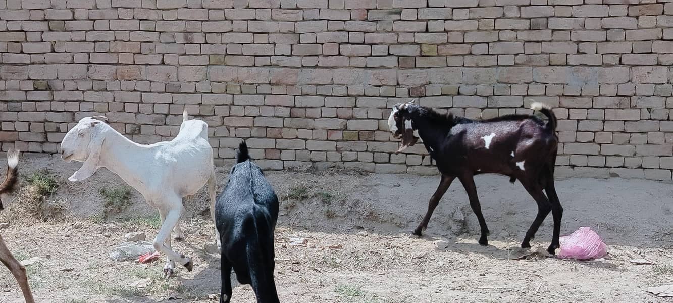 دو دانت دیسی بکرہ بکریوں کے لئے breader male goat 16