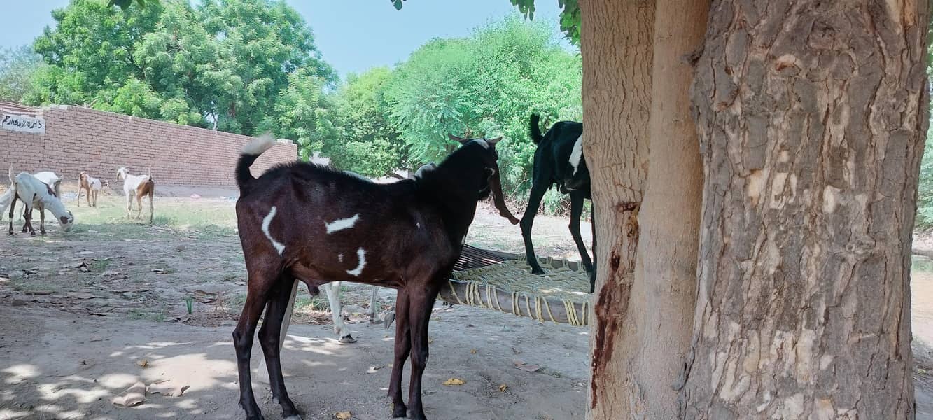 دو دانت دیسی بکرہ بکریوں کے لئے breader male goat 17