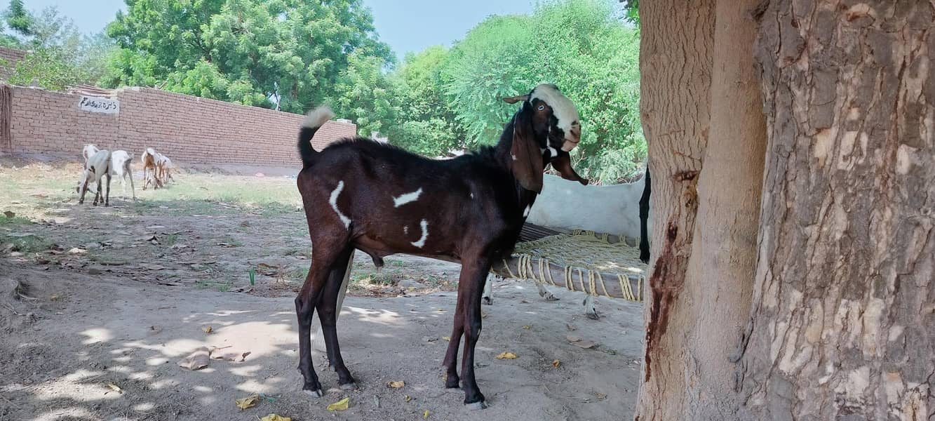 دو دانت دیسی بکرہ بکریوں کے لئے breader male goat 18