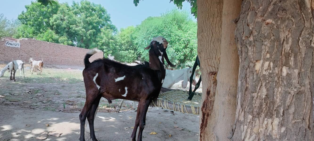 دو دانت دیسی بکرہ بکریوں کے لئے breader male goat 19