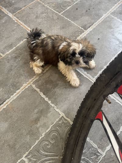 Shih tzu pocket size femail 03464462155
