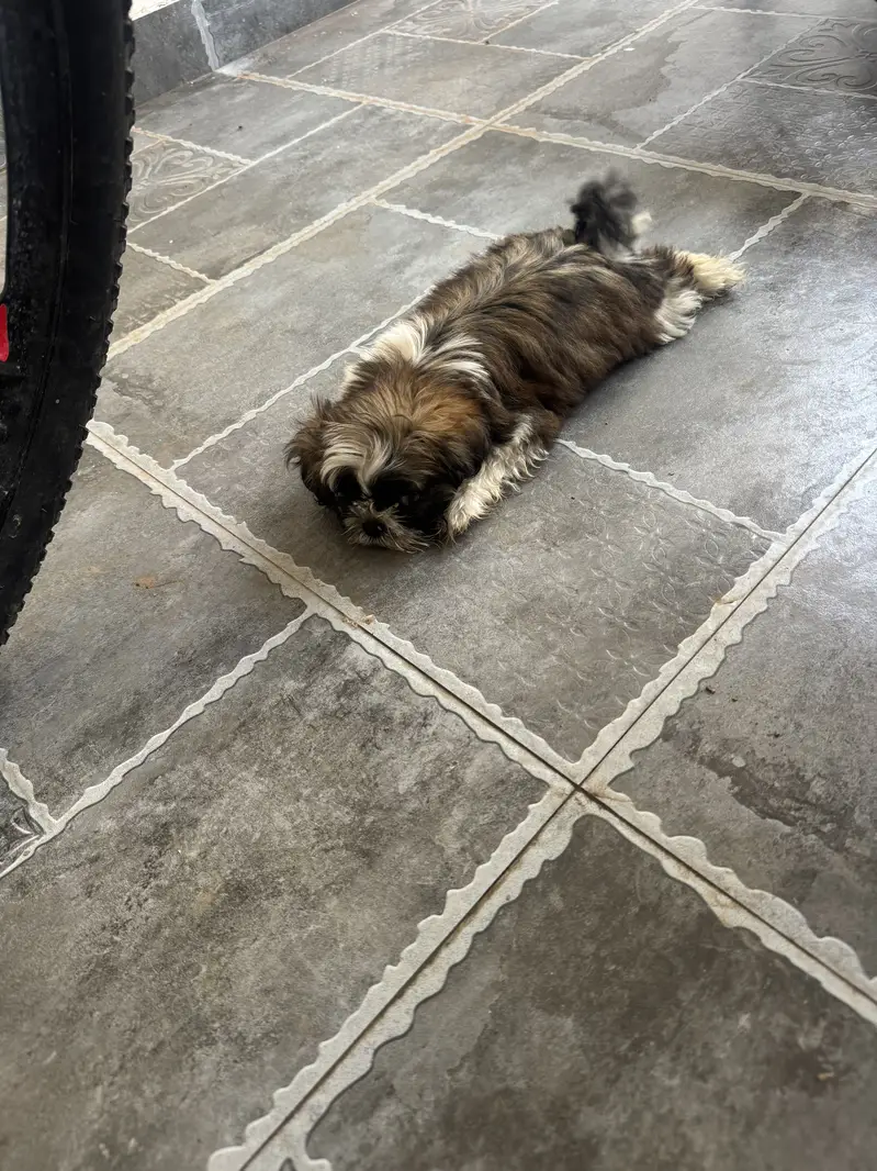 Shih tzu pocket size femail 03464462155 — photo 2