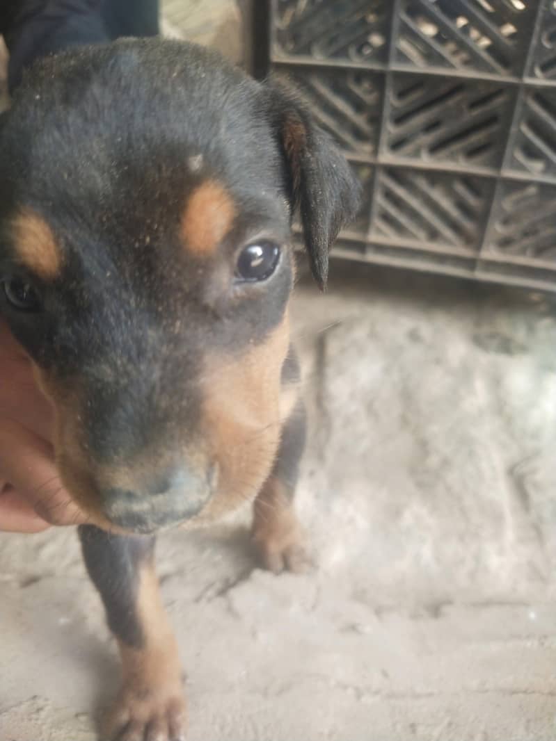 السلام علیکم ب بہت مناسب قیمت پر ڈوبر مین فیمیل پپ 1