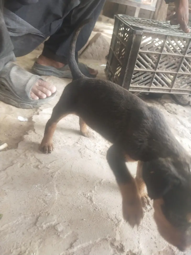 السلام علیکم ب بہت مناسب قیمت پر ڈوبر مین فیمیل پپ — photo 4