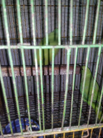 green parrot for sale