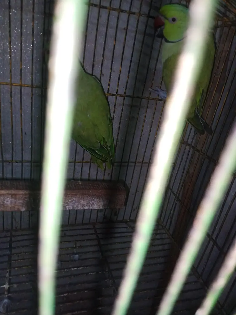 green parrot for sale — photo 2