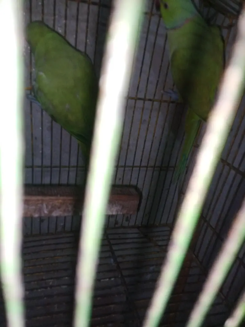green parrot for sale — photo 3