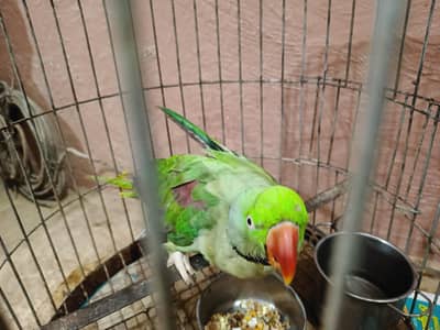 green parrot