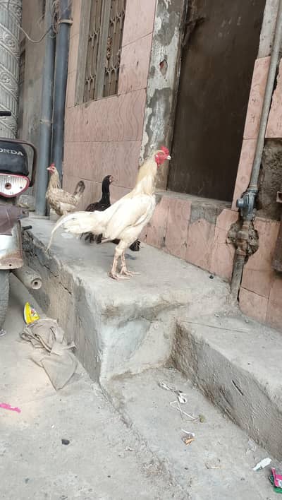 Heera male