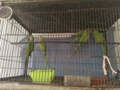 beautiful parrot ha per pic final 3050