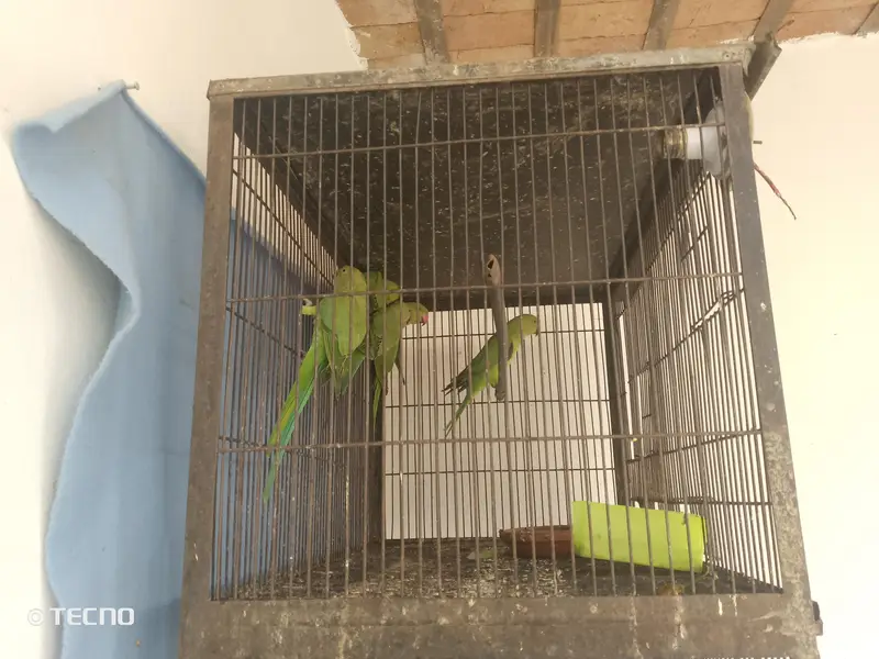 beautiful parrot ha per pic final 3050 — photo 2