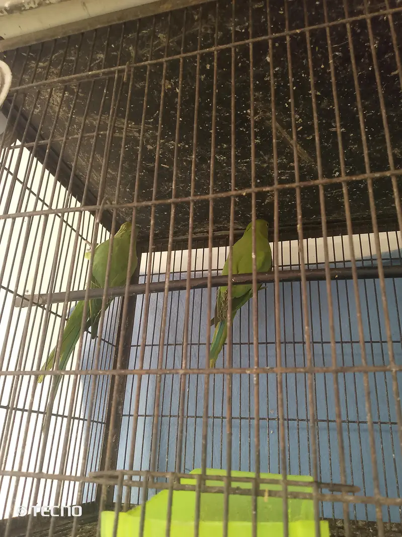 beautiful parrot ha per pic final 3050 — photo 3
