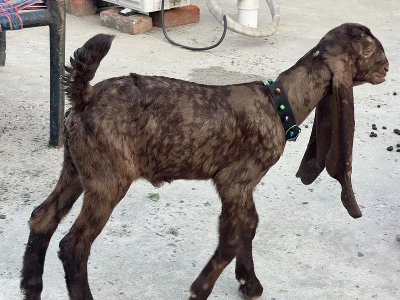 Female Age ak man dimand 50k full show wali cheez