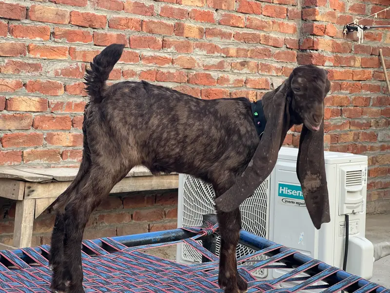 Female Age ak man dimand 50k full show wali cheez — photo 2