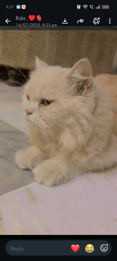 Persian