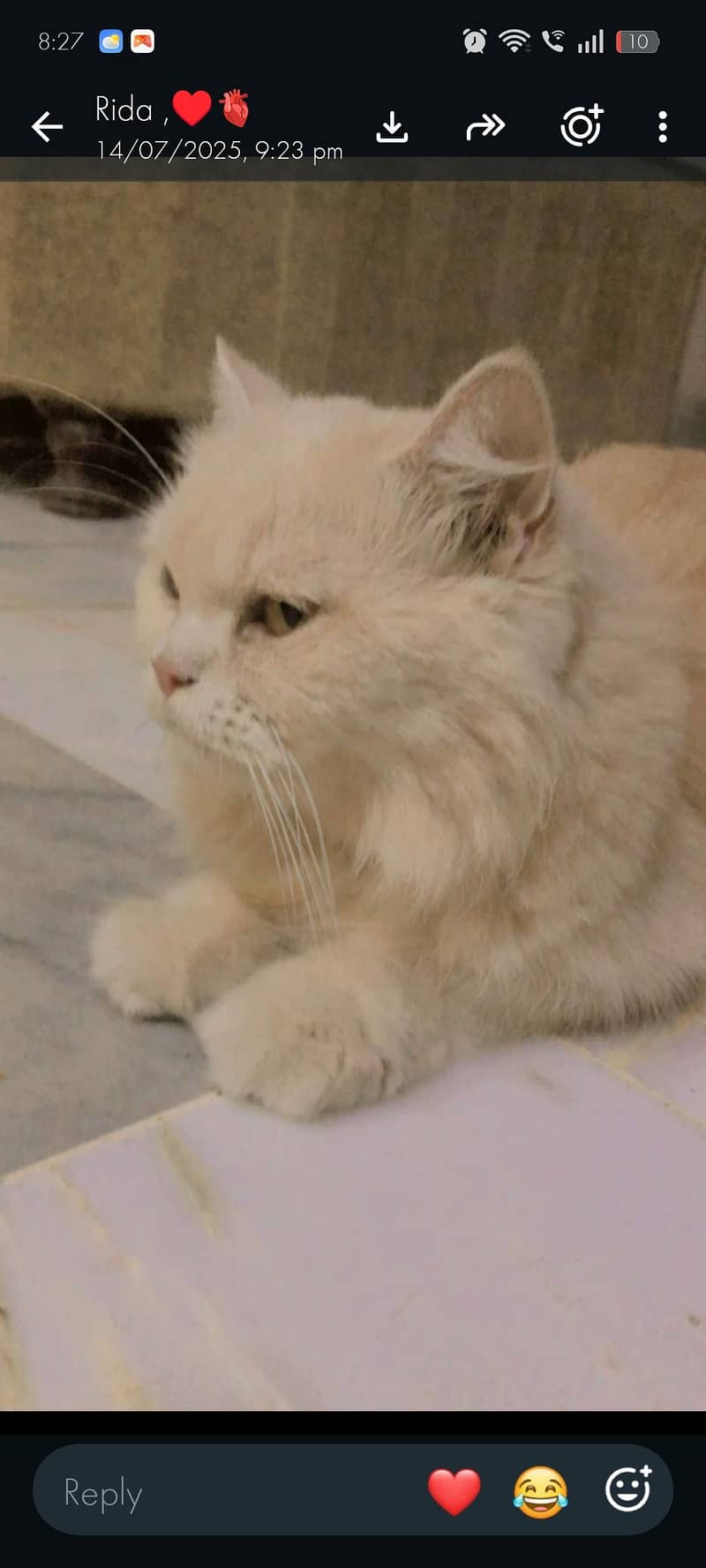 Persian 0