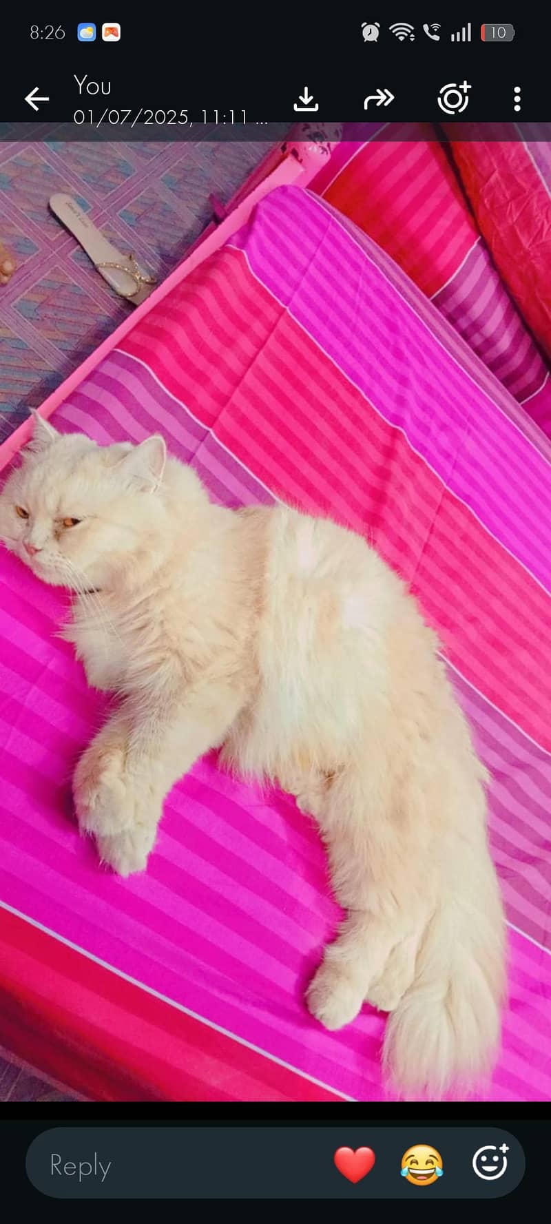 Persian 1