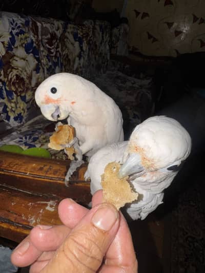 Goffin cockatoo
