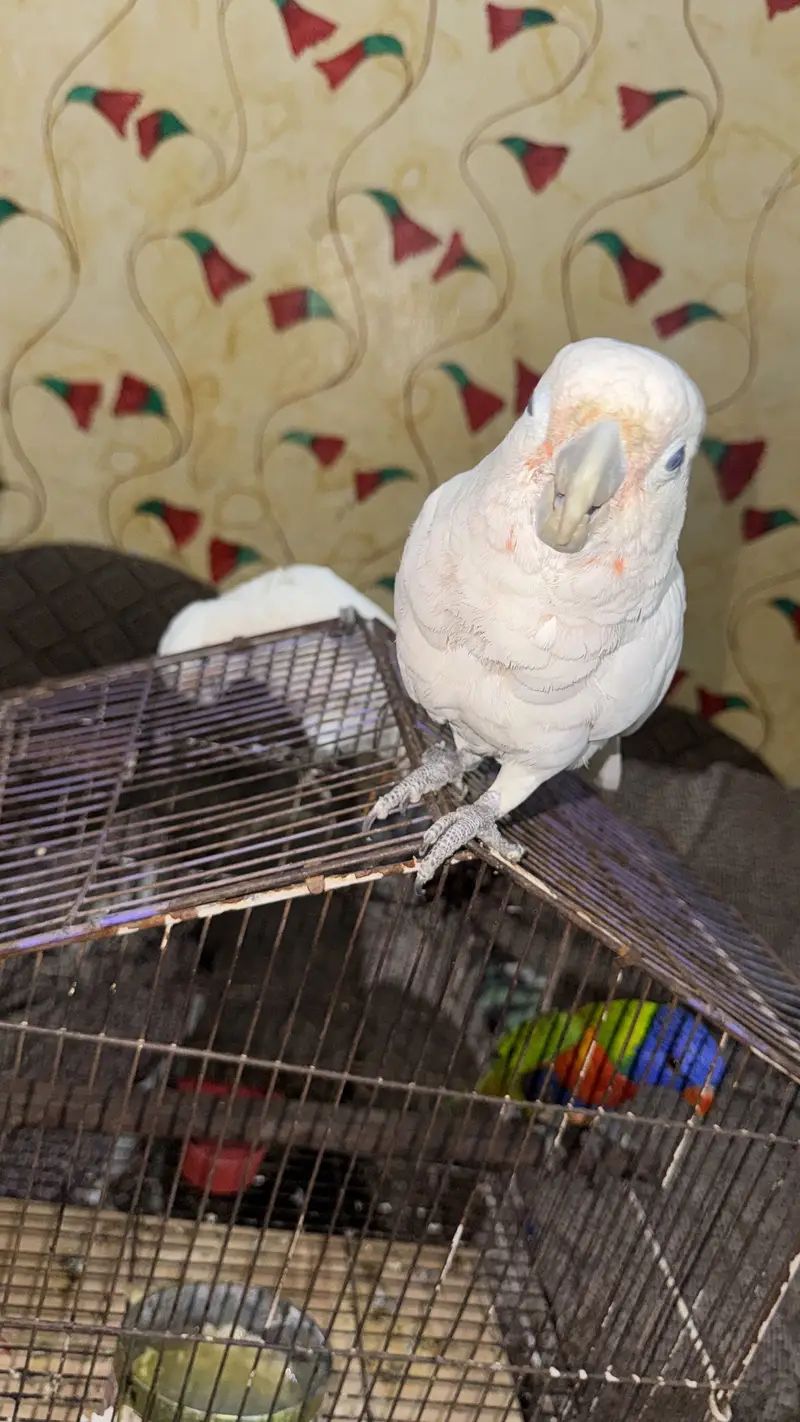 Goffin cockatoo — photo 2
