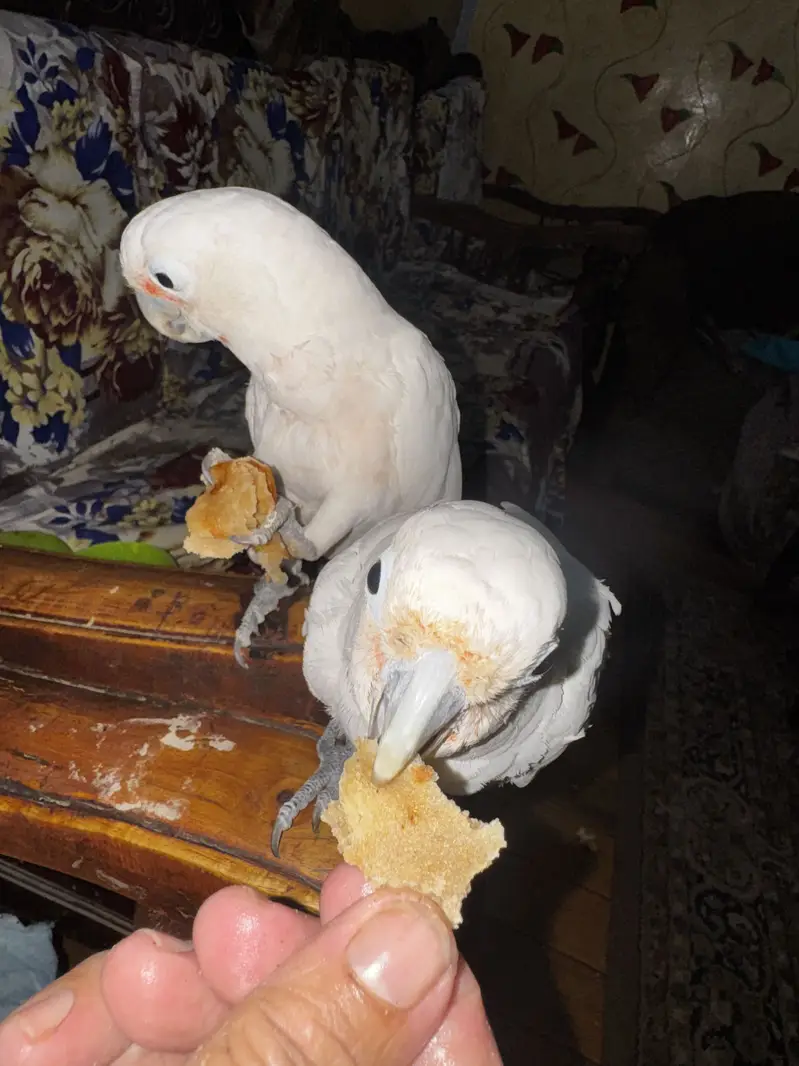 Goffin cockatoo — photo 4