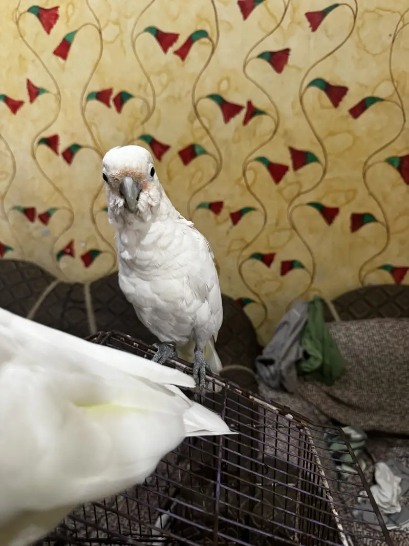 Goffin cockatoo — photo 5