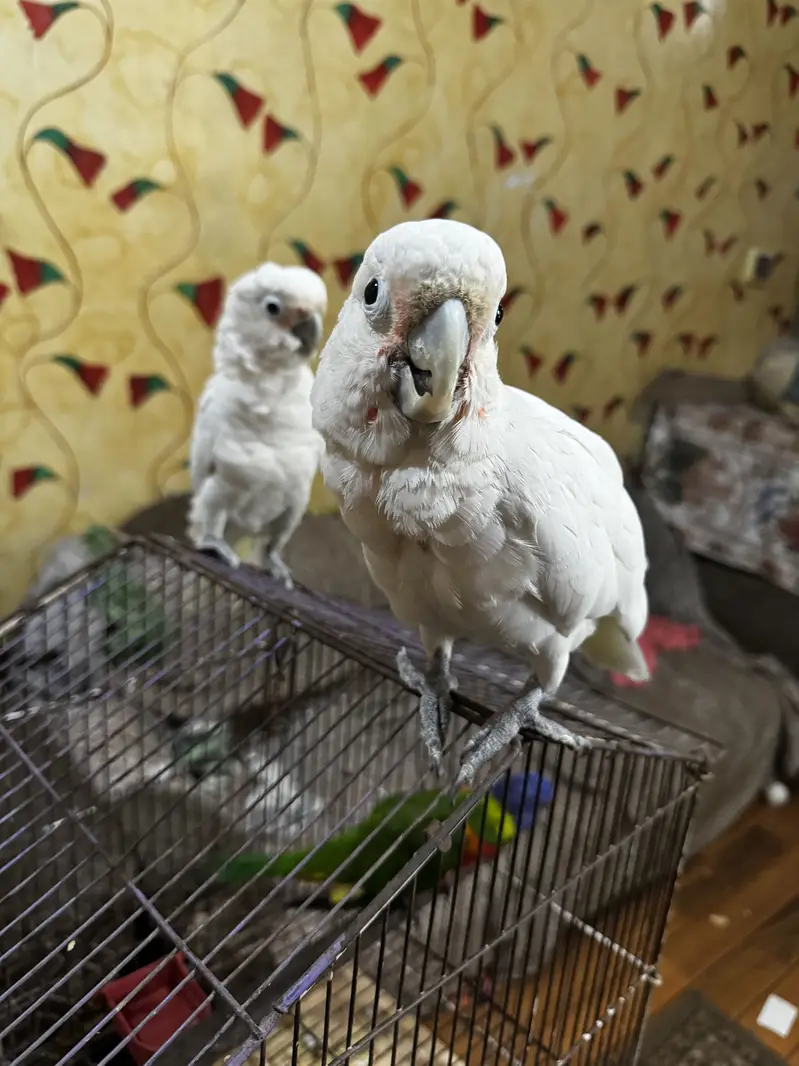 Goffin cockatoo — photo 6
