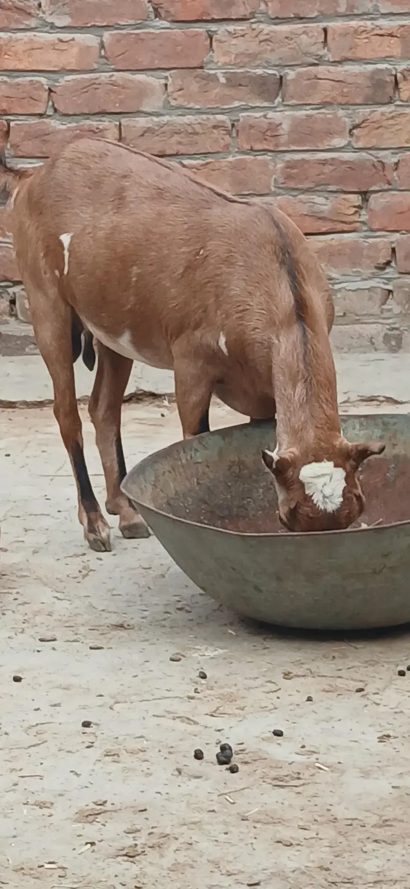 pregnant Barbari 4sale — photo 2