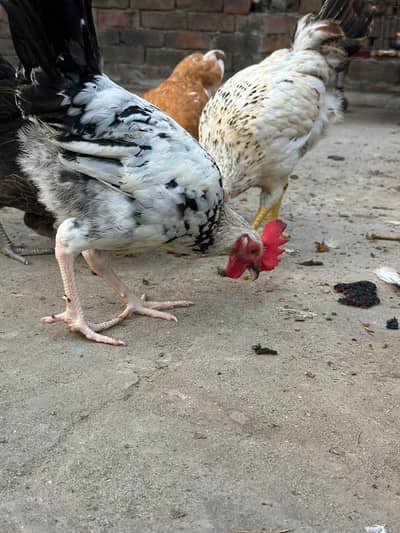 hens for sale