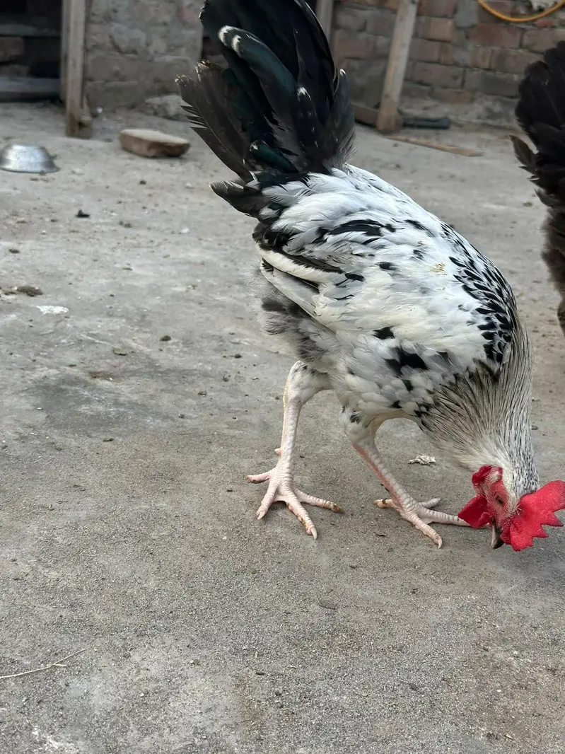 hens for sale — photo 2