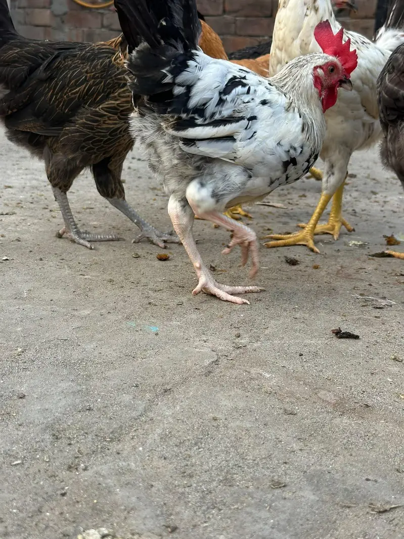 hens for sale — photo 3