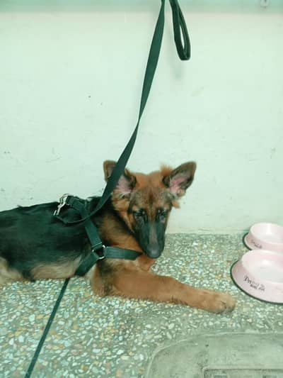 German Shepherd For Sale Double Coat