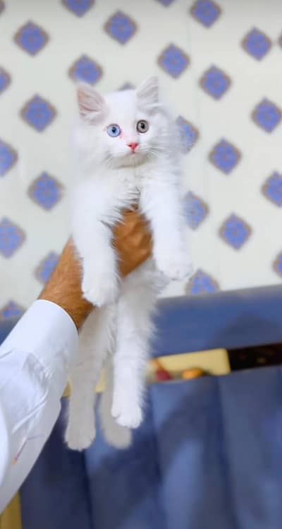 white cat