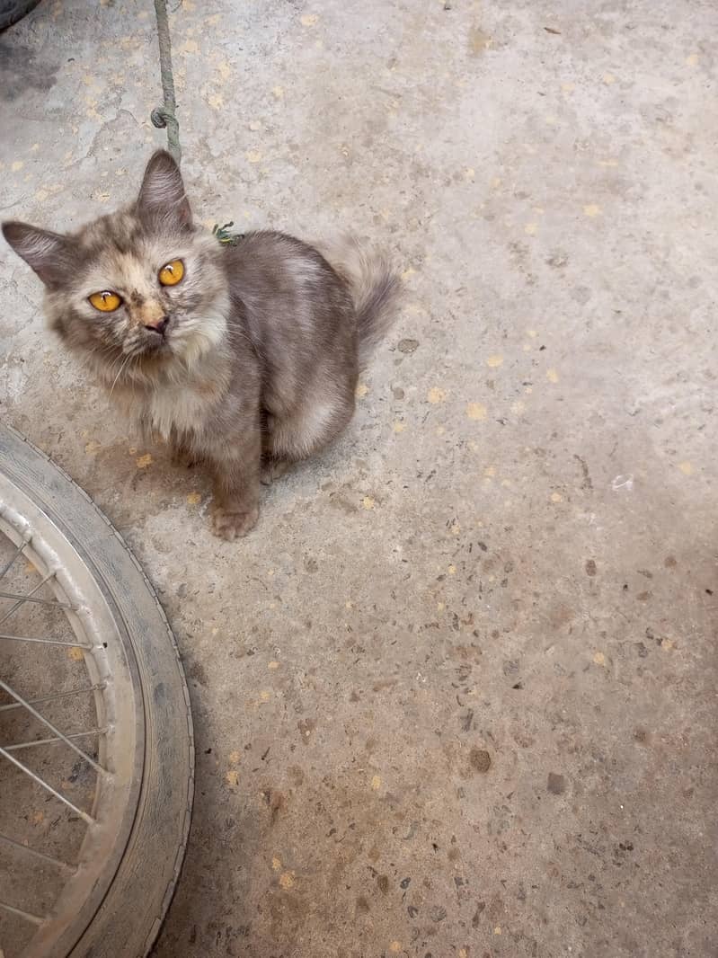 gray female 0