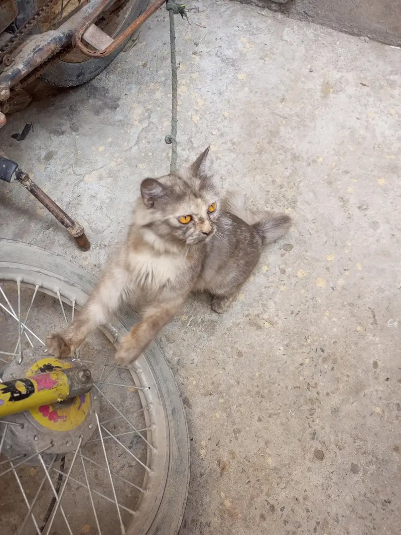 gray female — photo 3