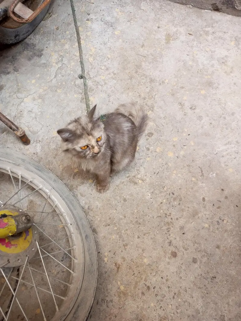 gray female — photo 4