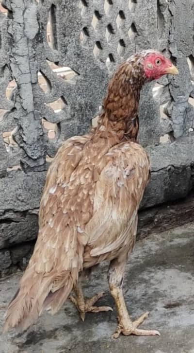 aseel for sale cage for sale exchange posibal