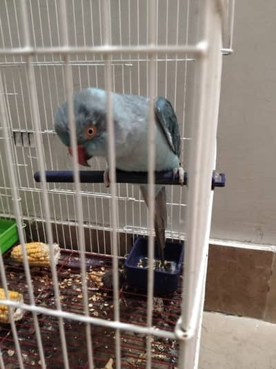 Blue ringneck talking female available