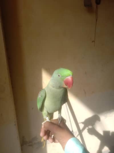 bolnay Wala parrot