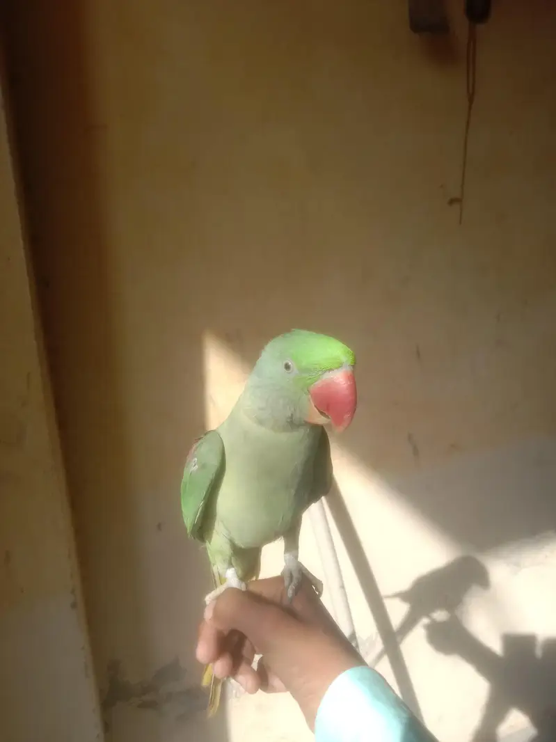bolnay Wala parrot