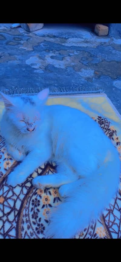 Persian cat white colour long and soft hair