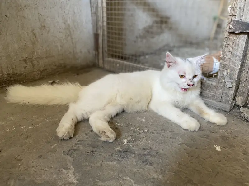 Persian cat white colour long and soft hair — photo 4