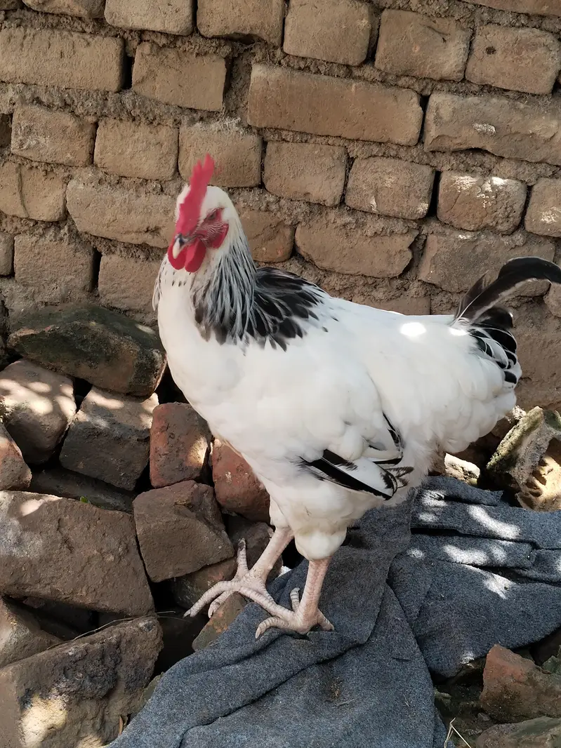 خوبصورت مرغا برائے فروخت — photo 5