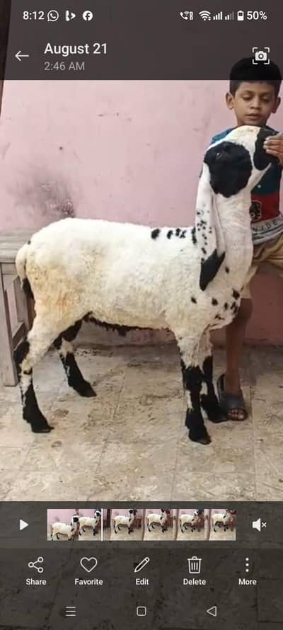 dumba for sell urgent