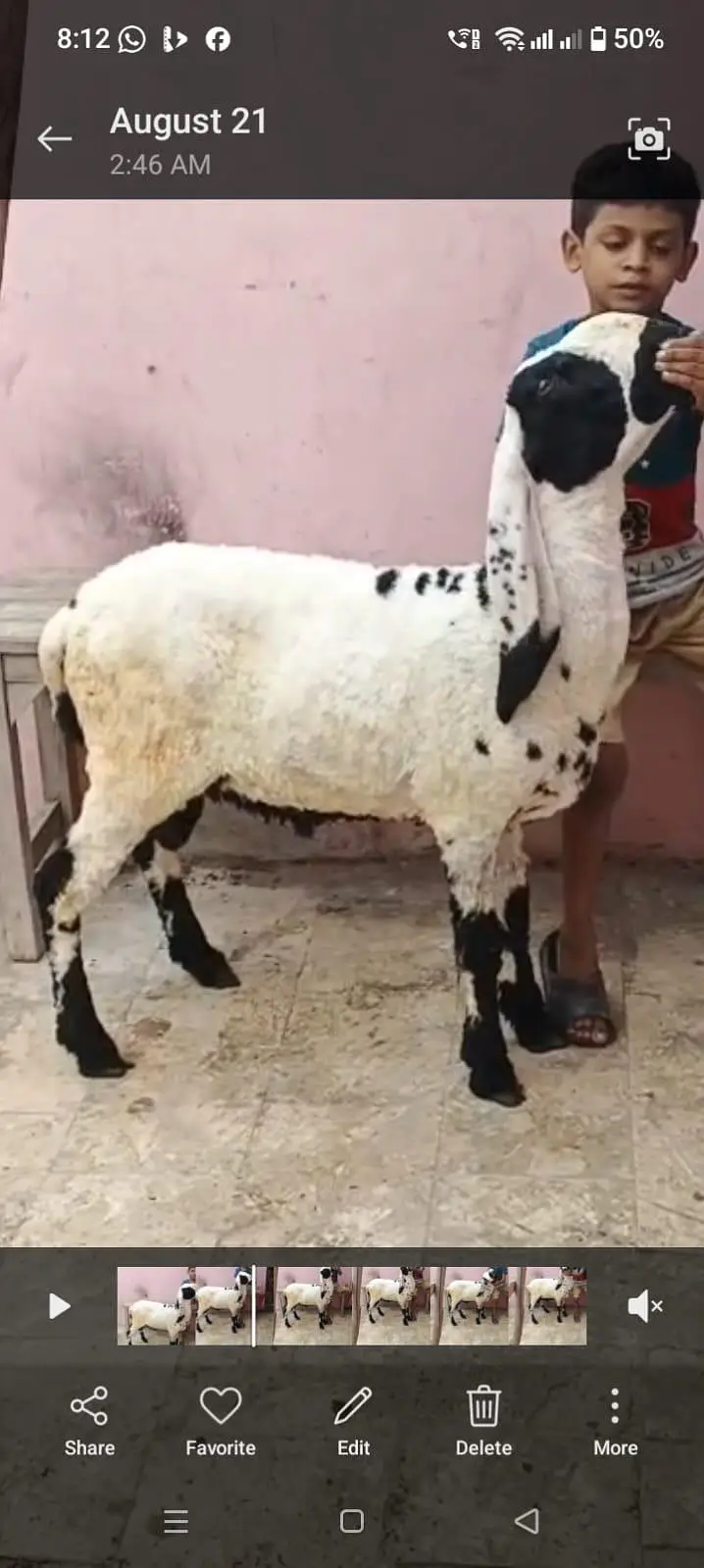 dumba for sell urgent