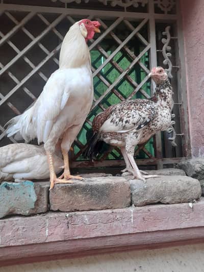 Aseel female and semi aseel