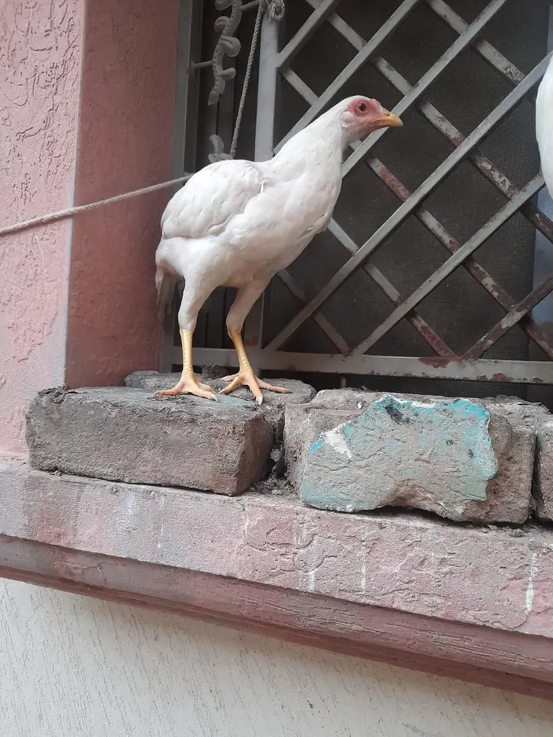 Aseel female and semi aseel — photo 2