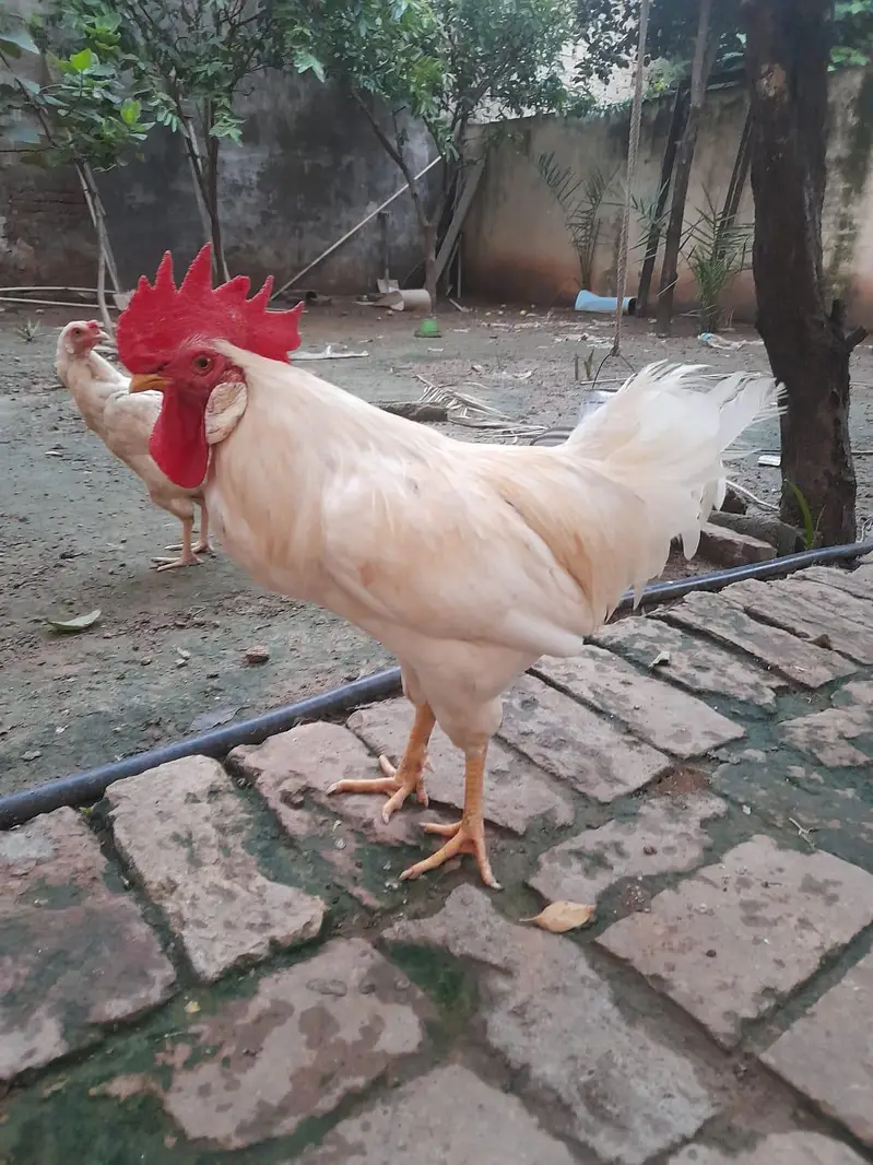 Aseel female and semi aseel — photo 3