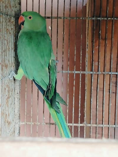 RAING NECK cel karna hai