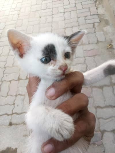 urgent sale 3 weeks ki hai female cat